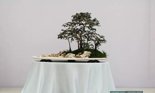  小品组合@微盆景展获奖作品精选，一起来养养眼