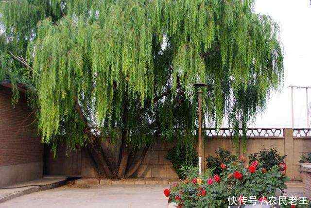 农村老俗话：东首贫穷，西首富，南首富贵，北首亡，啥意思？