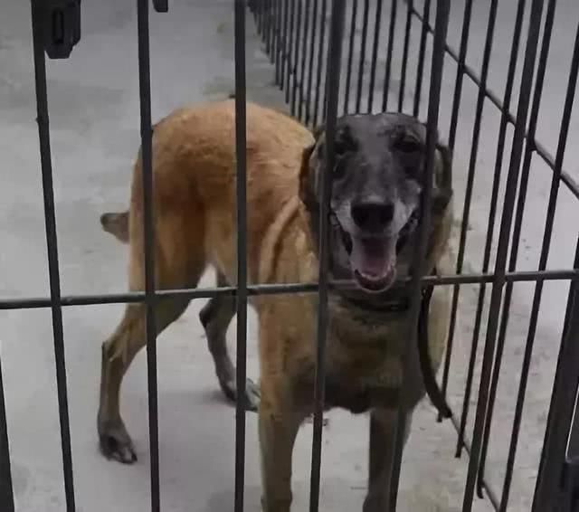 网传福州警犬事件，引爆大家的朋友圈，幸好官方及时辟谣!