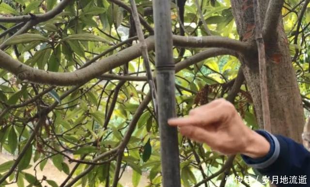 农村一种罕见的黑色竹子，竹笋珍贵农民不得吃，一般人真没见过
