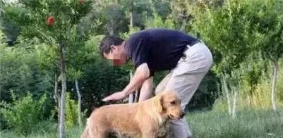 「爷爷生病」金毛在爷爷重病期间偷偷溜出去玩找到金毛后爷爷感动哭了