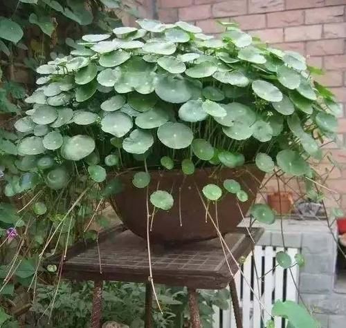  『家里』家里养的这些花，超级能喝水，“成桶成桶”的喝，越喝越滋润