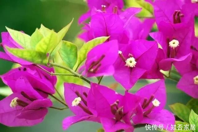  期开花|三角梅刚发芽，能否用磷酸二氢钾？