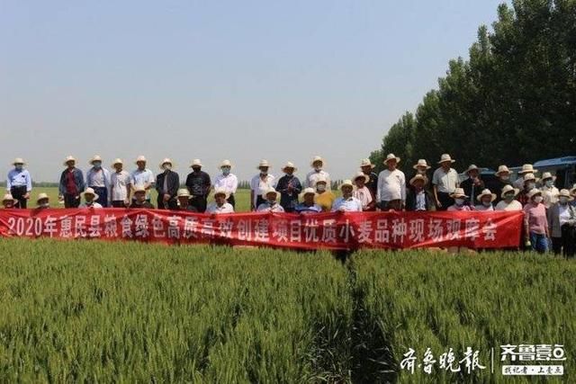  惠民县|惠民县农业农村局组织种粮大户到姜楼镇观摩优质麦种植情况