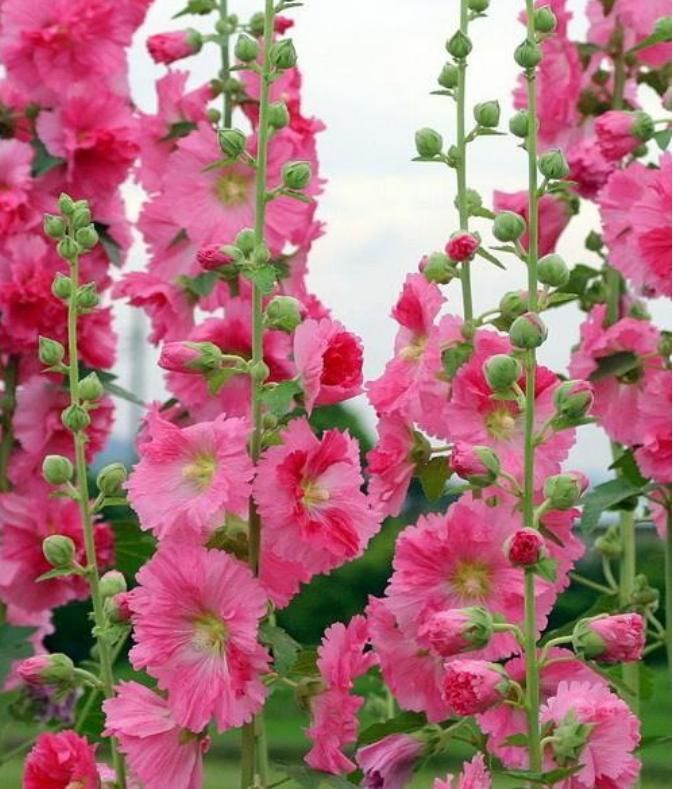  『斗蓬花』“这种花”太牛了，1枝花茎开出50朵花，有太阳就能开成花海！