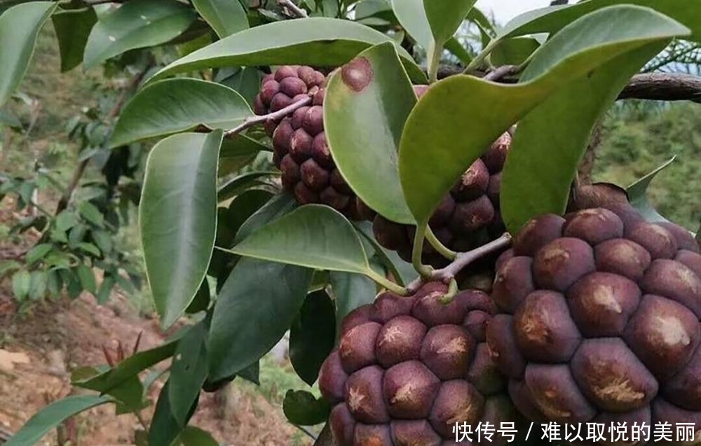  【农民】价格多年居高不下，如今80元一斤，却没人敢种，农民：