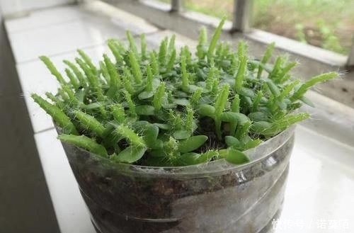 种植■胡大妈在家种“果树”,6个月长成“小盆景”,3年结出20个果,值
