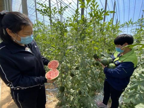  上市@今年第一批庞各庄西瓜如期上市