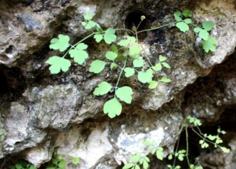  『痔疮』山上石缝里的一种植物，价值珍贵，可以治痔疮，腹泻，腹痛等作用