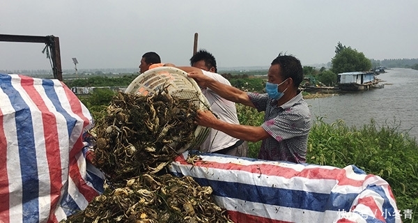 “黑水”过境！江苏泗洪万亩养殖螃蟹死绝，渔民痛哭