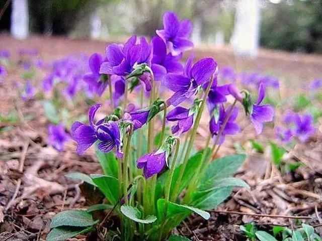  「别称」30种 ·野草的美，你认识几个？