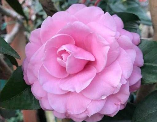  #能力#养花就养此3种，开花能力强，好养易活爆盆容易，寓意好上档次