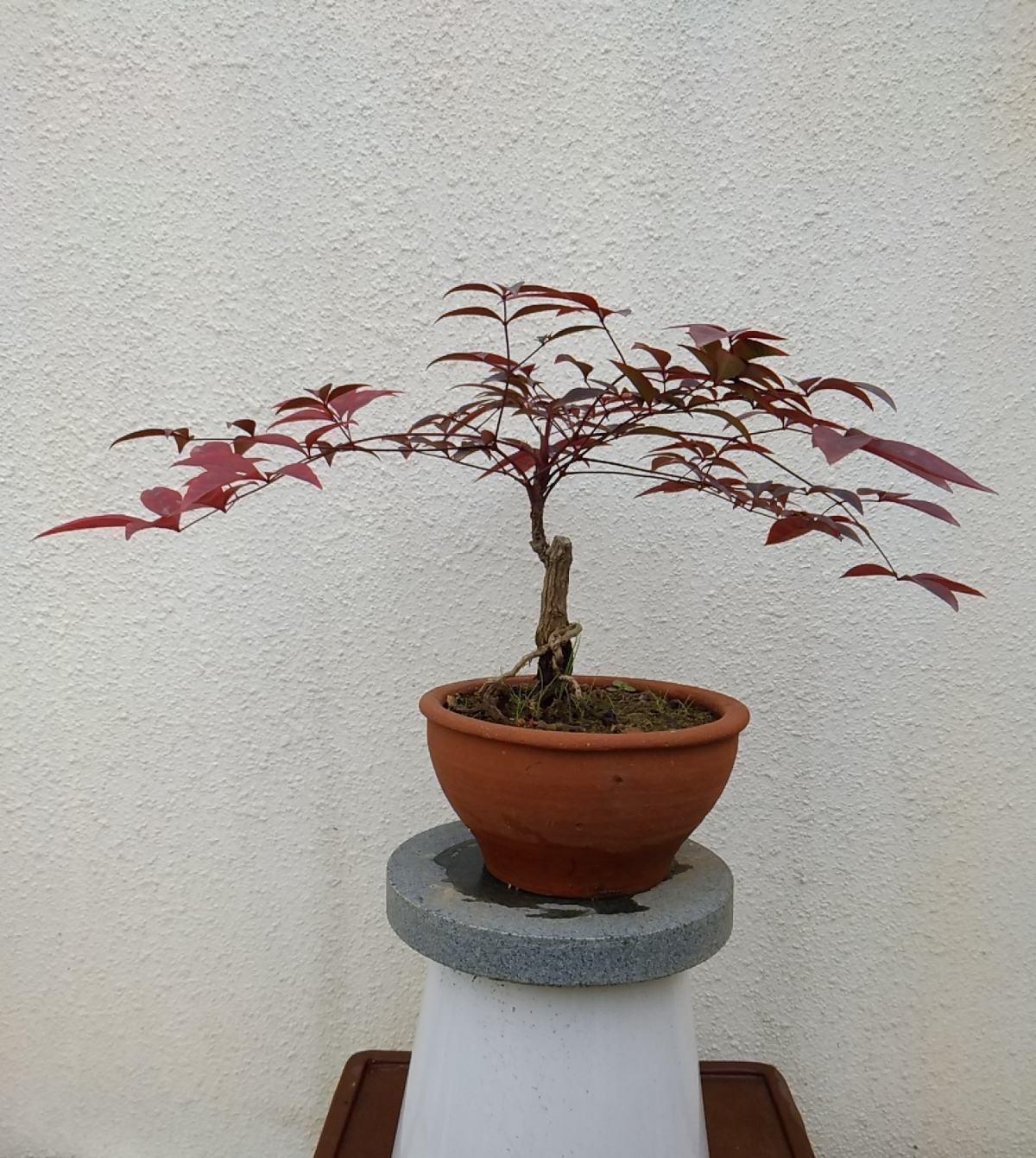  『特别』红艳堪比天边晚霞，观叶植物也能比花美，养一棵真值！