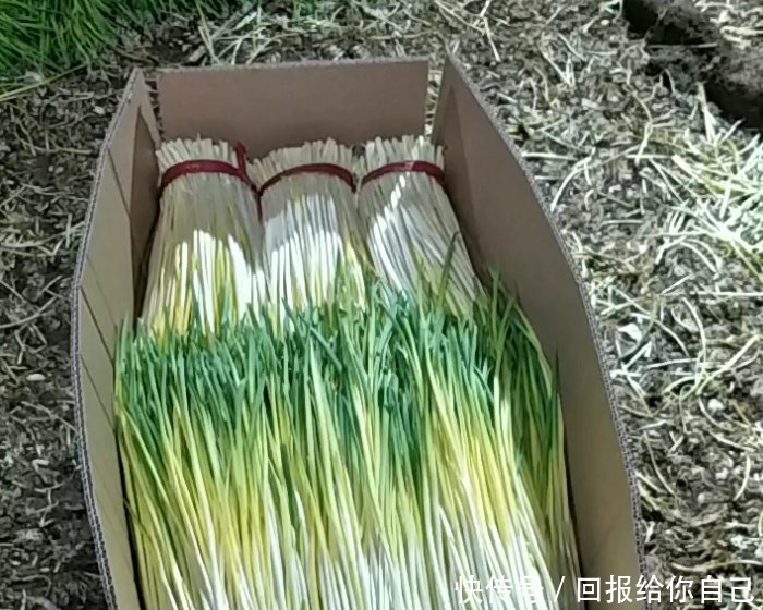 农民用蒜米种出来的“它”，每十天可收割一次，年赚几十万
