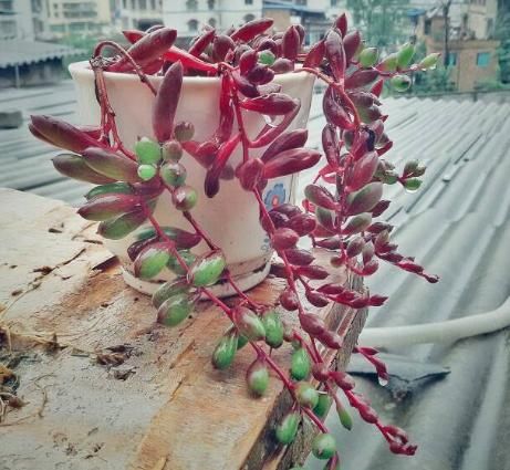 【美色】阳台首选这4款,寓意好易打理,花美色艳,一年四季都有花赏