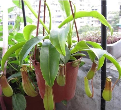  「适合」此6种花，适合“悬挂”在客厅，不占空间还好看，值得养