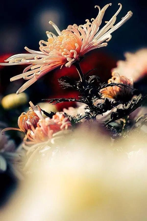  【花中】中国10大名花，哪个是你的最爱？