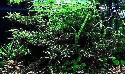  一大■比铜钱草好看的花，7天爆满一大缸，多到家里堆不下