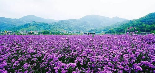  农村：曾是农村常见野花，一文不值，如今成片栽种，引人观赏，身价百倍