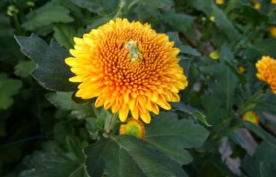  「盆栽」新手养花就养一盆“橙乒乓菊”，花色鲜艳明快，花期长适合盆栽养