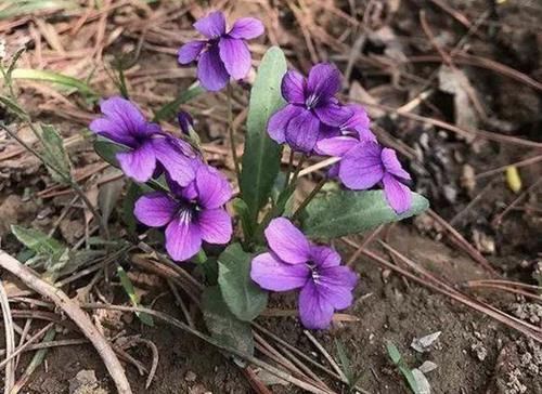  向阳处：山坡向阳处，1种杂草少见又“珍贵”，1株开出10朵“紫色花”，美