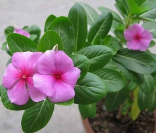  「植物适当」养花小常识，这6点要注意，教你正确养花，保持株形美观