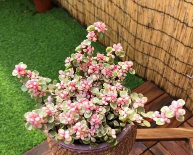  [更肥]雅乐之舞不难养，4个“细节”掌控好，叶子更肥更漂亮