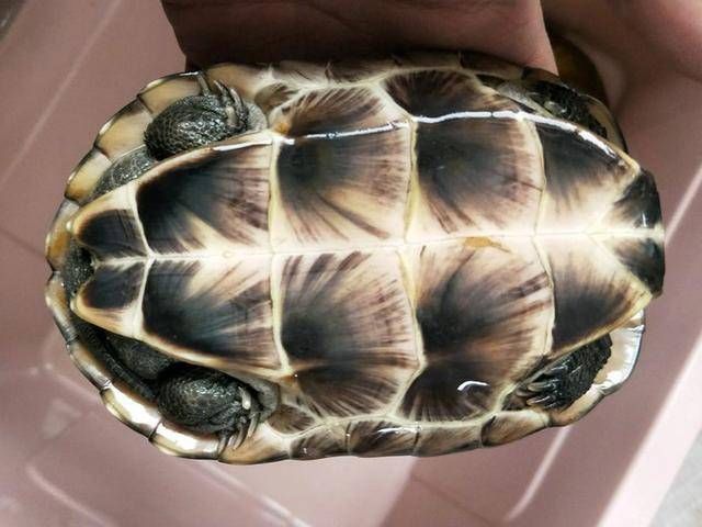  [去钓]我说怎么钓不到鱼呢，全被这些家伙吃完了，钓了三只不认识的乌龟