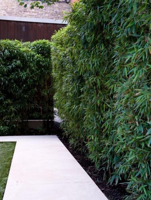 庭院竹子50张图告诉你，花园里种竹子有多高大上，气质瞬间提升