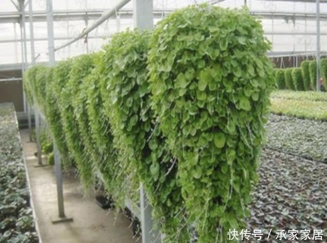  「值钱」池塘边，倘若看到1种“马蹄金”，请别踩踏，比铜钱草值钱，珍贵