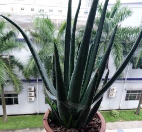  盆真|最养人的“2种植物”，既能吸甲醛，又能“乌发”，养1盆真值得！