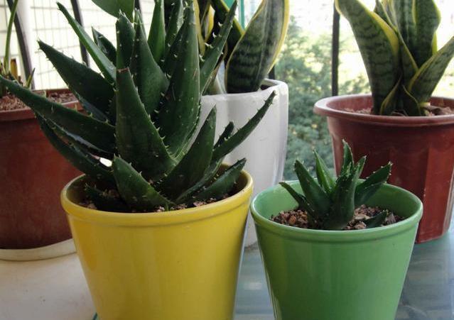 芦荟生长|家种芦荟想要长得好!这几个知识点要记牢