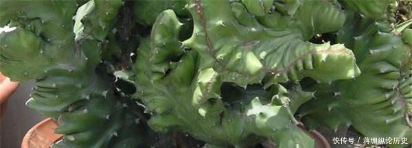  【植物】植物麒麟什么季节换盆
