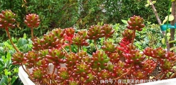  [摸清]养多肉，该不该用磷酸二氢钾？摸清3点，做出正确选择不难