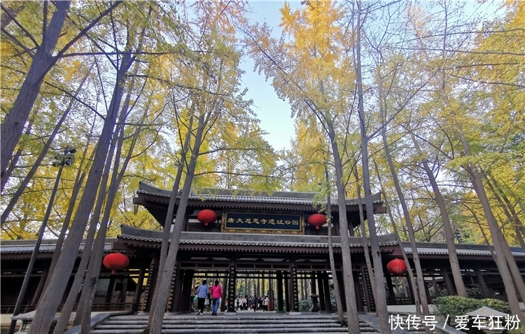 躲在西安闹市里的秘境,看一场银杏黄金雨,看一幅长安秋景图