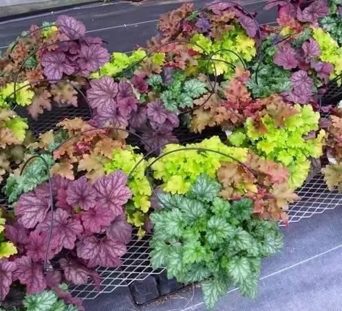  特别：几种特别耐阴的盆栽植物，给点散射光就能开花