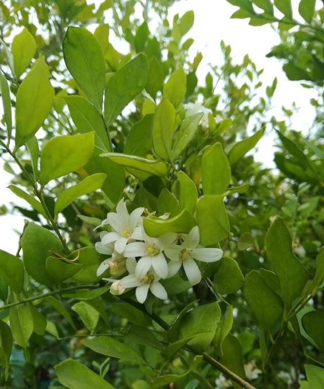  千里香|路边这种开着白色花朵的植物为何叫千里香呢？
