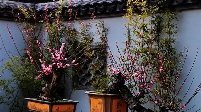  [喜欢]“十大名花”中排名前6的花，家里养1盆，大气、上档次，你喜欢吗