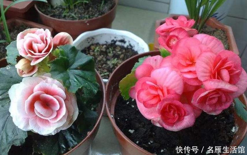 【就可以】4种花“随手”掐根枝,插土里就活,7天生根,立夏花开爆满盆!