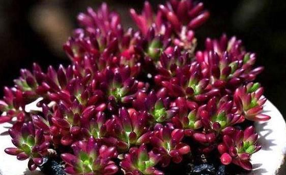  『肉界』5种“爱爆崽”的多肉，多肉界“超生游击队”，“粗养”生出一窝