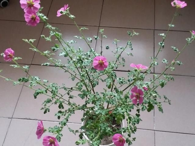  [明亮的位置]嫌花长得丑，趁现在砍头，2个月脱胎换骨！