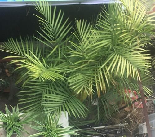  [叶子是比较]室内稀有的观叶植物，选这3种，别人家都没有！