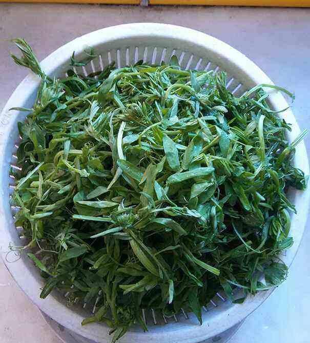  『野豌豆』这种野生豌豆堪比山珍，掐点嫩芽唇齿留香，揪点种子自家就能种