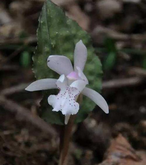  『俗称』这东西，俗称“独花兰”，一生只开一朵，罕见且珍贵，遇见请珍惜