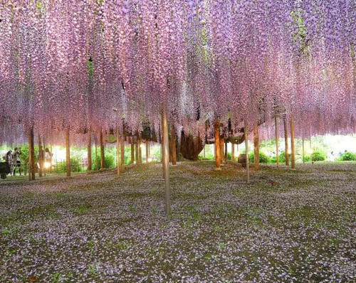 全球最珍贵的五种树,价值非凡,其中猴面包树是沙漠中的大水库