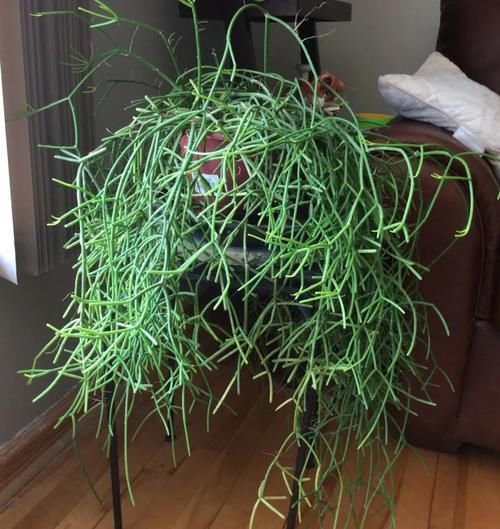  家里■养家里的光棍树枝条长得特长，剪下来水培扦插，根很快冒出来