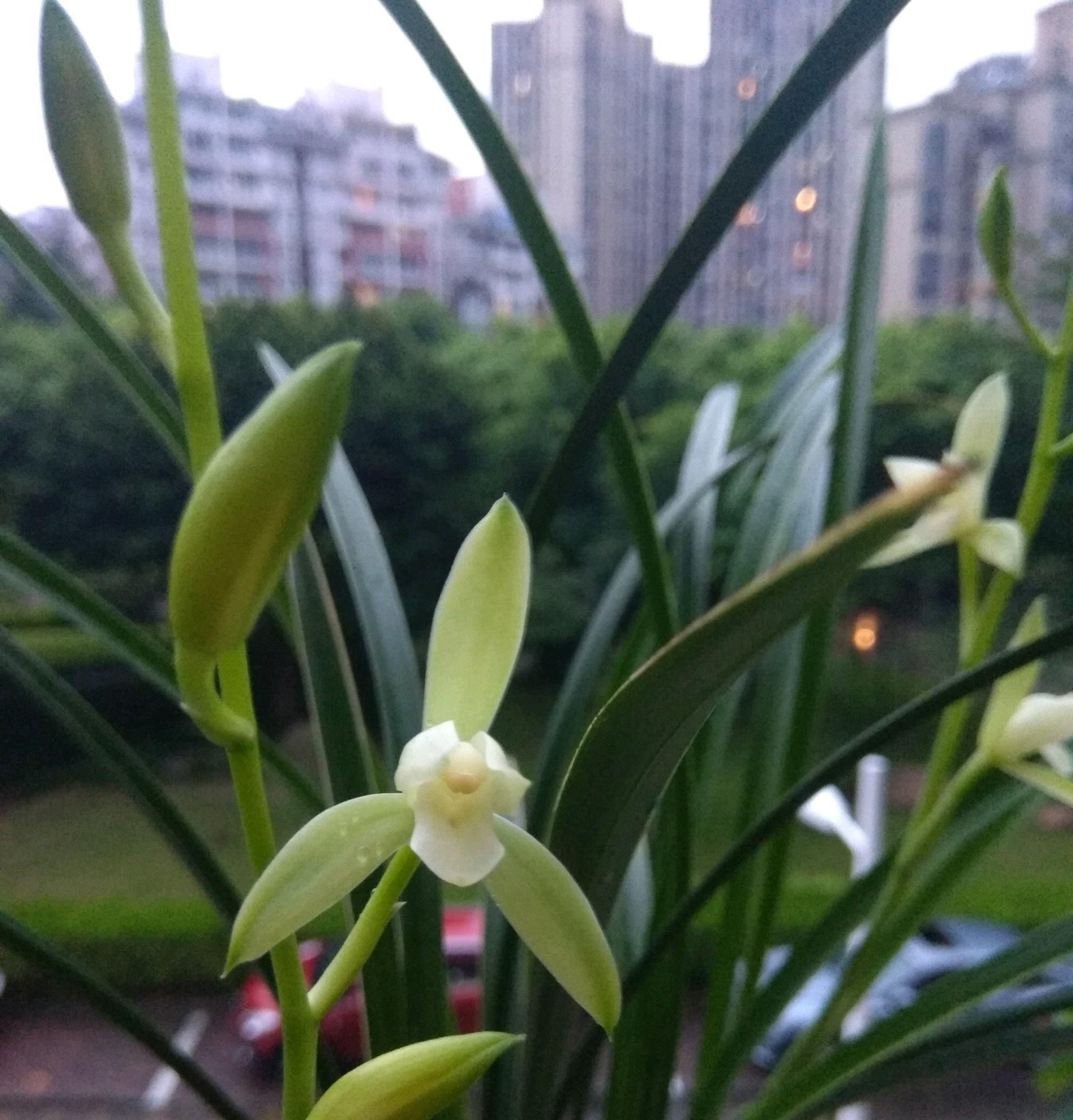  【适合】此兰花很好养，花叶俱美，一年开花多次，物美价廉，适合新手栽培