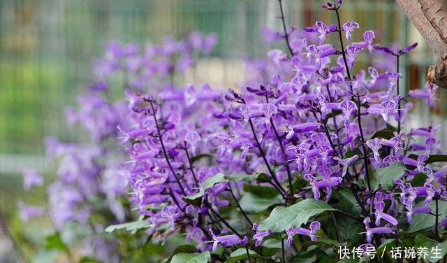  『芳香』新型盆栽绿植，超级好养，全年可开花，漂亮又芳香，春季养花选它