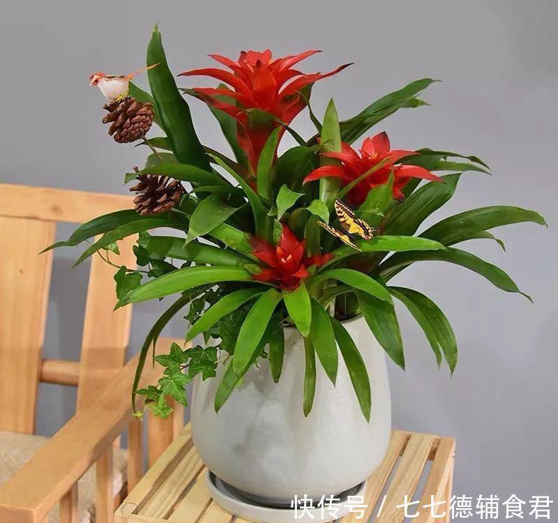  [冬季室内]离过年只剩十几天，这15种花年味十足，再不准备就迟了