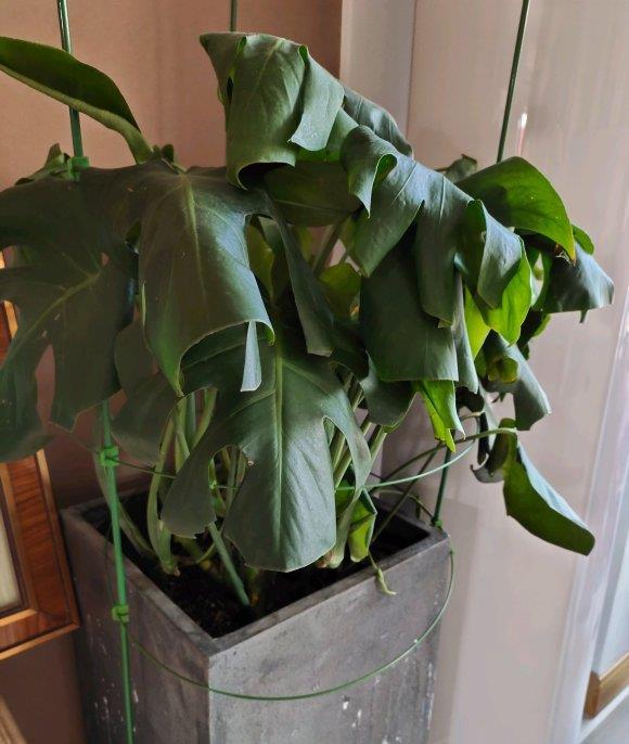  『气温』客厅养龟背竹，谨记“4点”，叶子大开背早，不倒伏，长的高